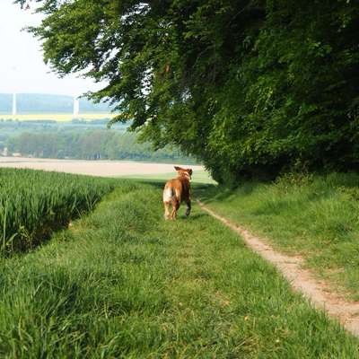 Hundetreffen-Spazieren im Crimmitschauer Wald 🌳-Bild