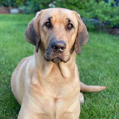 Hundetreffen-Spaziergänge mit Hund 🐕-Bild