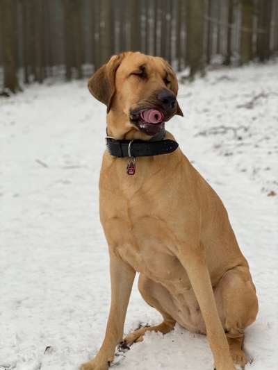 Tongue Out Tuesday-Beitrag-Bild