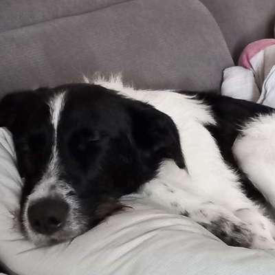 Hundetreffen-Junghunde spielen zusammen-Bild