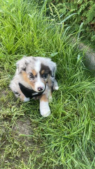 Hundetreffen-Welpentreffen-Bild