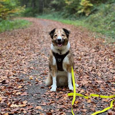 Hundetreffen-Social Training-Bild