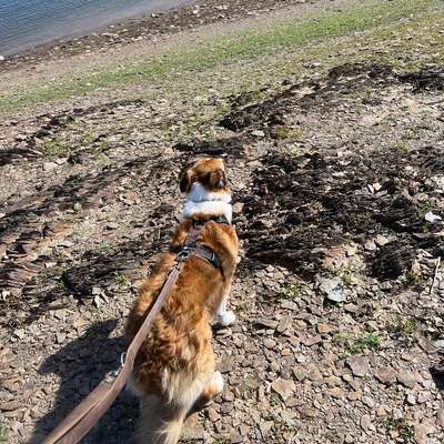 Hundetreffen-Trainings Buddy gesucht-Bild