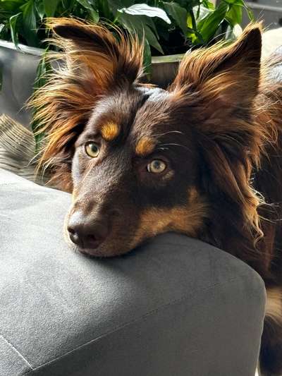 aktuelles Foto Gruppe Hunde freunde Emsland