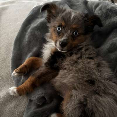 Hundetreffen-Welpenspielgruppe-Bild
