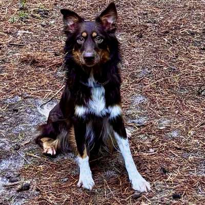 Hundetreffen-Social Walk am Vormittag-Bild