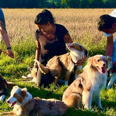 Hundetreffen-Social Walk geführt ,mit Tierpsychologin-Bild