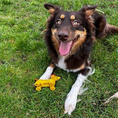 Hundetreffen-Social Walk-Bild