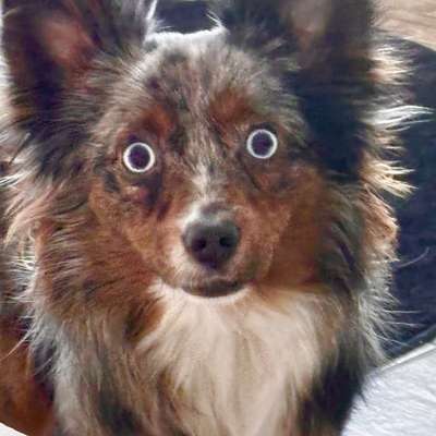 Hundetreffen-Social Walk in Wesuwe-Bild