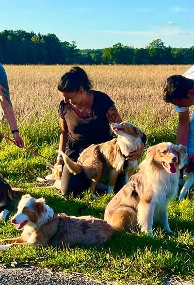 Hundetreffen-Social Walk mit Tierpsychologin-Bild