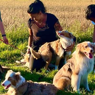 Hundetreffen-Social Walk geführt von Tierpsychologin-Bild