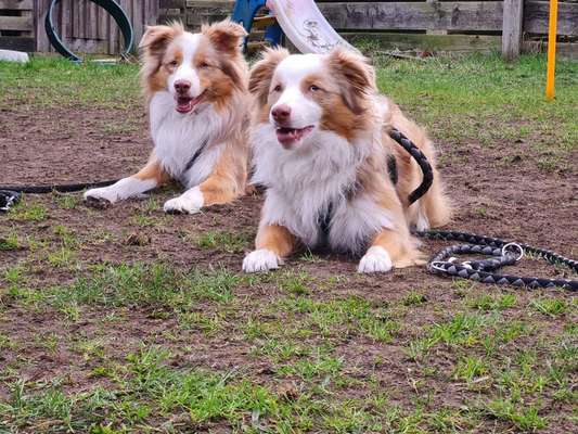 Hundetreffen-Social Walk-Bild