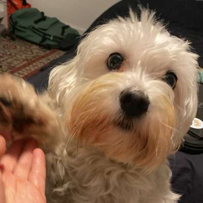 Hundetreffen-Gemeinsam erkunden, spielen und Freunde finden 🫶🏻-Bild