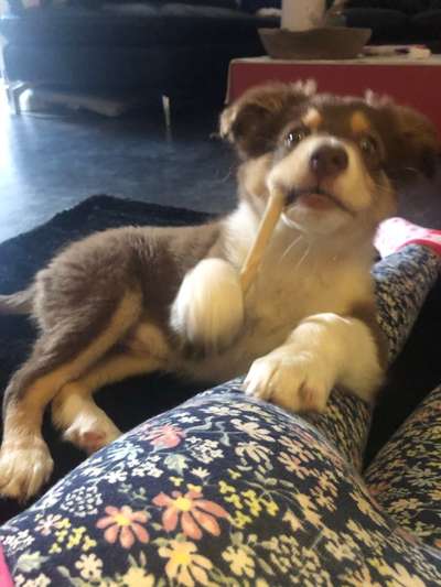 Welpen Bilder !-Beitrag-Bild