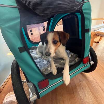 Hundetreffen-Gemeinsam Gassigehen, Kontakt mit Artgenossen-Bild