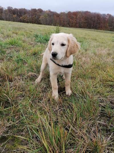 Wo sind die Golden Retriever Liebhaber?-Beitrag-Bild