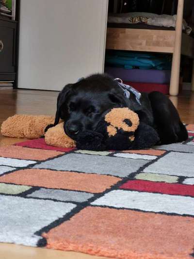 Welpen Bilder !-Beitrag-Bild