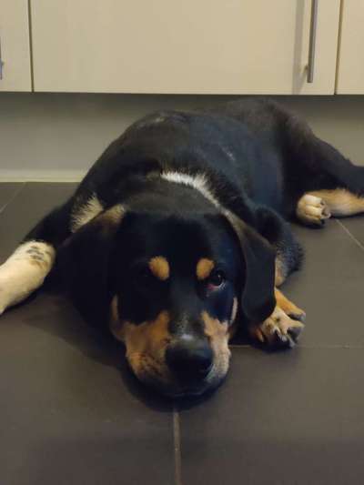 TierschutzhundeStammtisch🐕-Beitrag-Bild