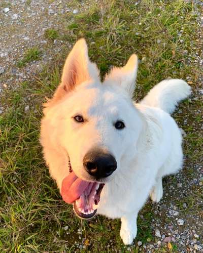 Hundetreffen-Spiel, Training, Sozialisieren-Bild