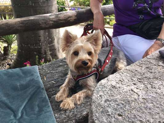 Hundetreffen-Suche Spielkamerad-Bild