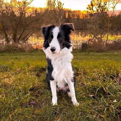 Hundetreffen-Treffen mit (souveränen) Hunden-Bild