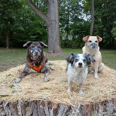 %{de_profession_title}-Hundebetreuung-Bild