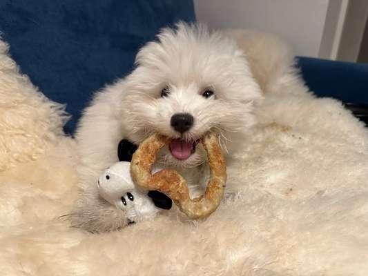 Coton de Tulear-Beitrag-Bild