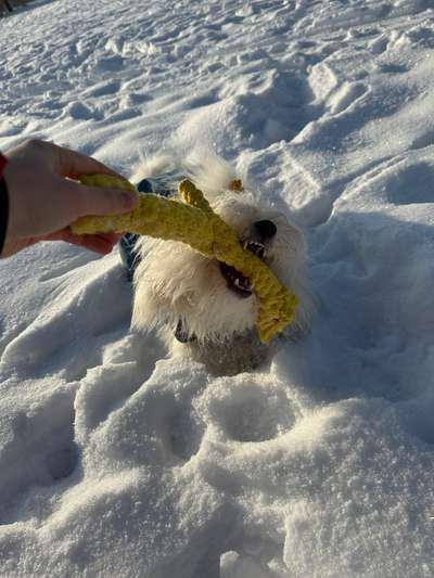 Leises Spielzeug-Beitrag-Bild