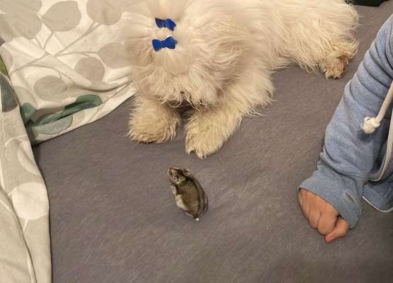 Bilder Hund und andere Tiere-Beitrag-Bild