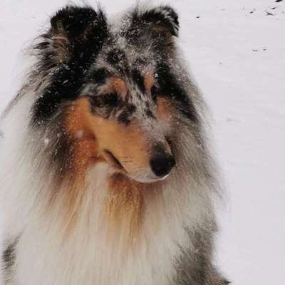 Hundetreffen-Junghunde treffen im großen eingezäunten Garten mit vielen Agility Möglichkeitenen-Bild