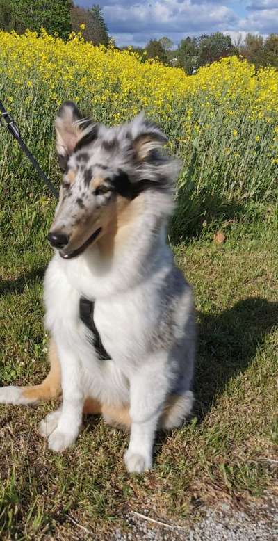 Hundetreffen-Junghunde treffen im großen eingezäunten Garten mit vielen Agility Möglichkeitenen-Bild