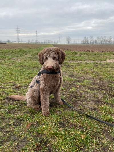 Labradorfans-Beitrag-Bild