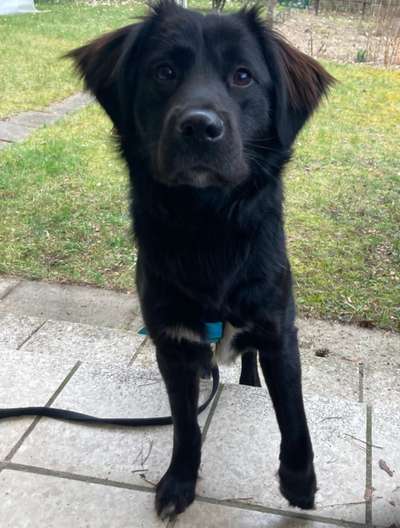 TierschutzhundeStammtisch🐕-Beitrag-Bild