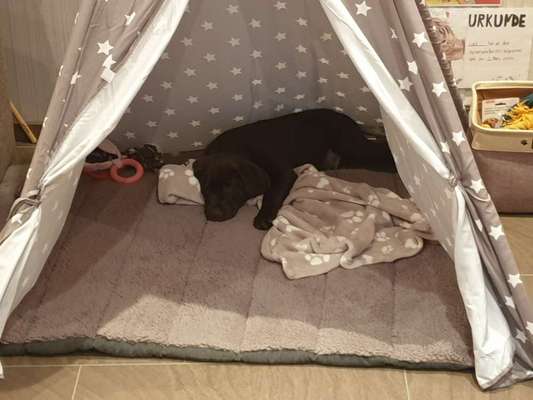 Labradorfans-Beitrag-Bild