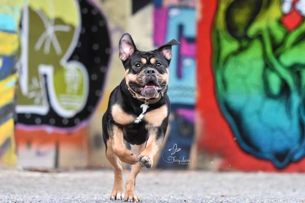 Fotochallenge 66 ~ Rennaction -Zeig deinen Hund im Lauf-Beitrag-Bild