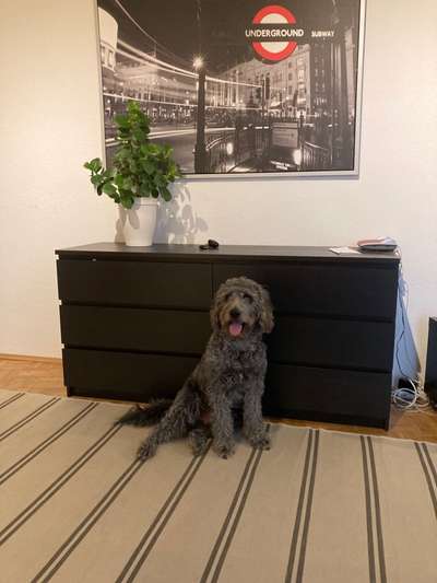 Appenzeller Sennenhunde-Beitrag-Bild