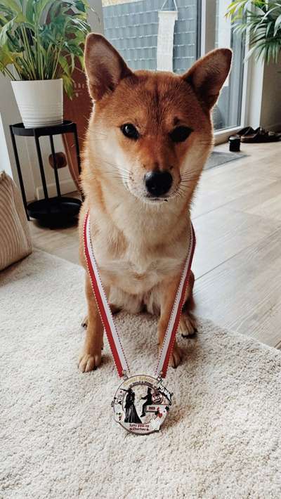 Shiba - Eltern-Beitrag-Bild