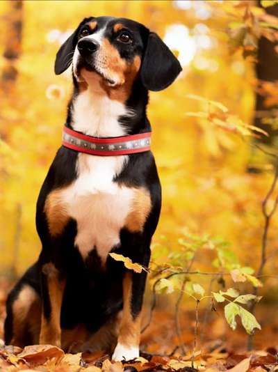 Die Dogorama Kalender Challenge Titelbild-Beitrag-Bild