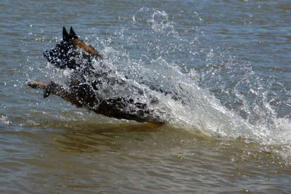 Dogorama-Monats-Challenge-Mai "Wasser"-Beitrag-Bild