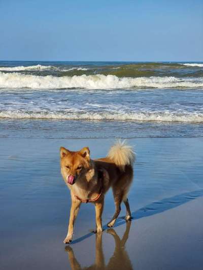 Dogorama Photo Challenge - Der Frühling kommt-Beitrag-Bild