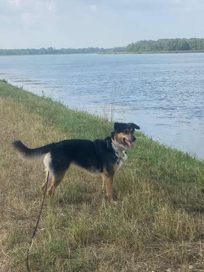 Hundetreffen-Gemeinsam spazieren / spielen lassen-Bild