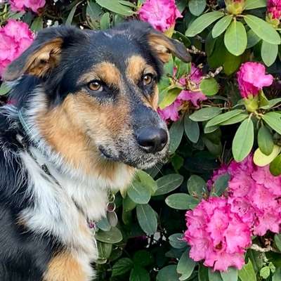 Hundetreffen-Treffen ohne Kontakt-Profilbild