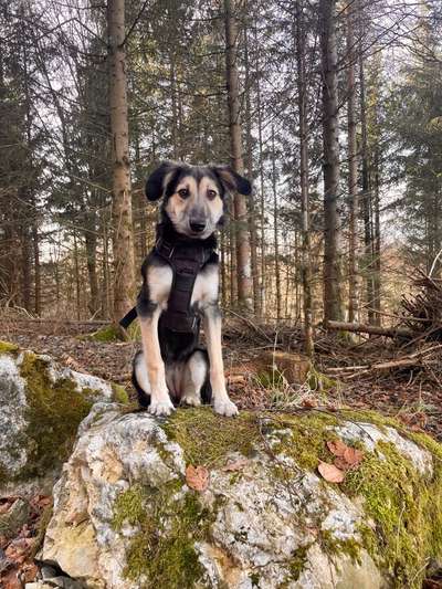 Hundetreffen-Finja sucht neue Freunde-Bild