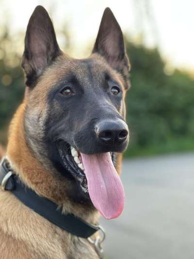 Zeigt eure Malinois!!!-Beitrag-Bild