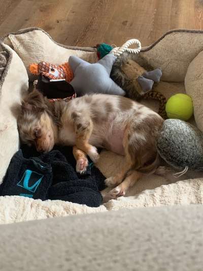 Welpen Bilder !-Beitrag-Bild