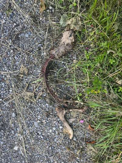 Giftköder-Totes Reh Skelett-Bild