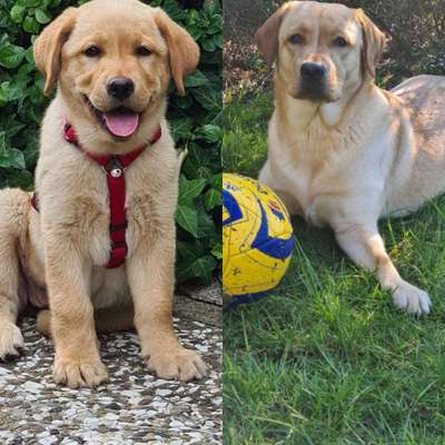 Welpen Bilder !-Beitrag-Bild