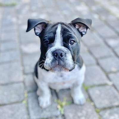 Hundetreffen-Gassi, Spielrunden, toben und Spaß haben