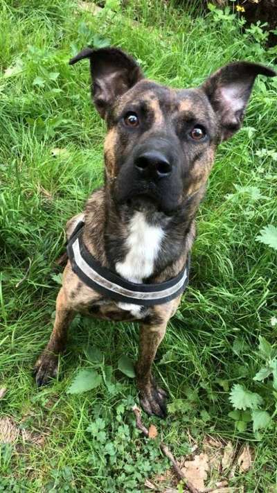 Deutsche Schäferhunde, Belgische Schäferhunde.-Beitrag-Bild