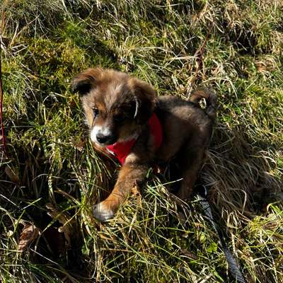 Hundetreffen-Welpentreffen Welpenrunde-Bild